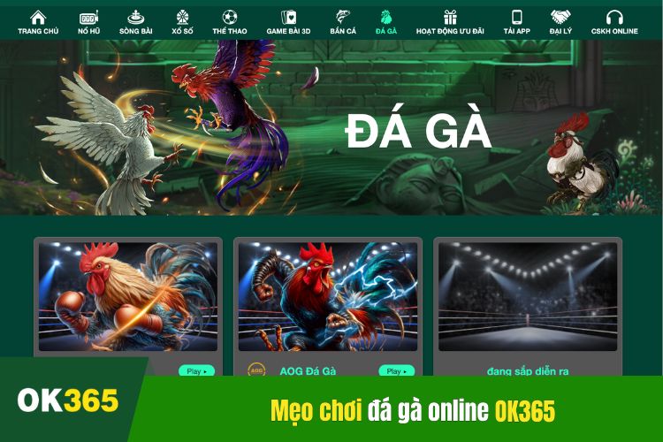 Mẹo chơi đá gà online OK365 bách chiến bách thắng